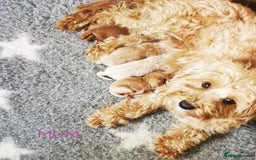 Maltipoo dogs for sale: DNA health tested maltipoo puppies  - Image 4