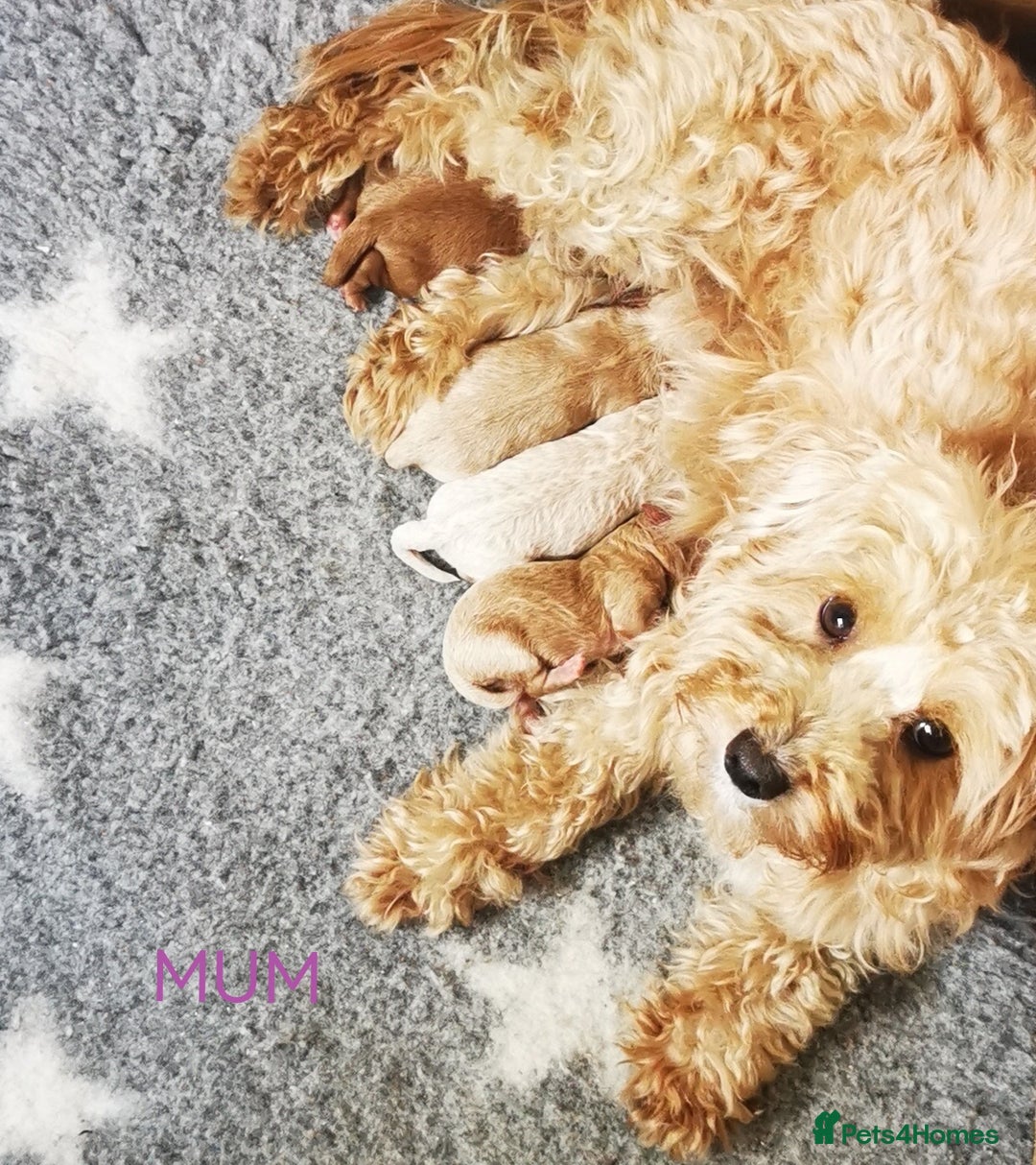 Maltipoo dogs for sale: DNA health tested maltipoo puppies  - Image 4