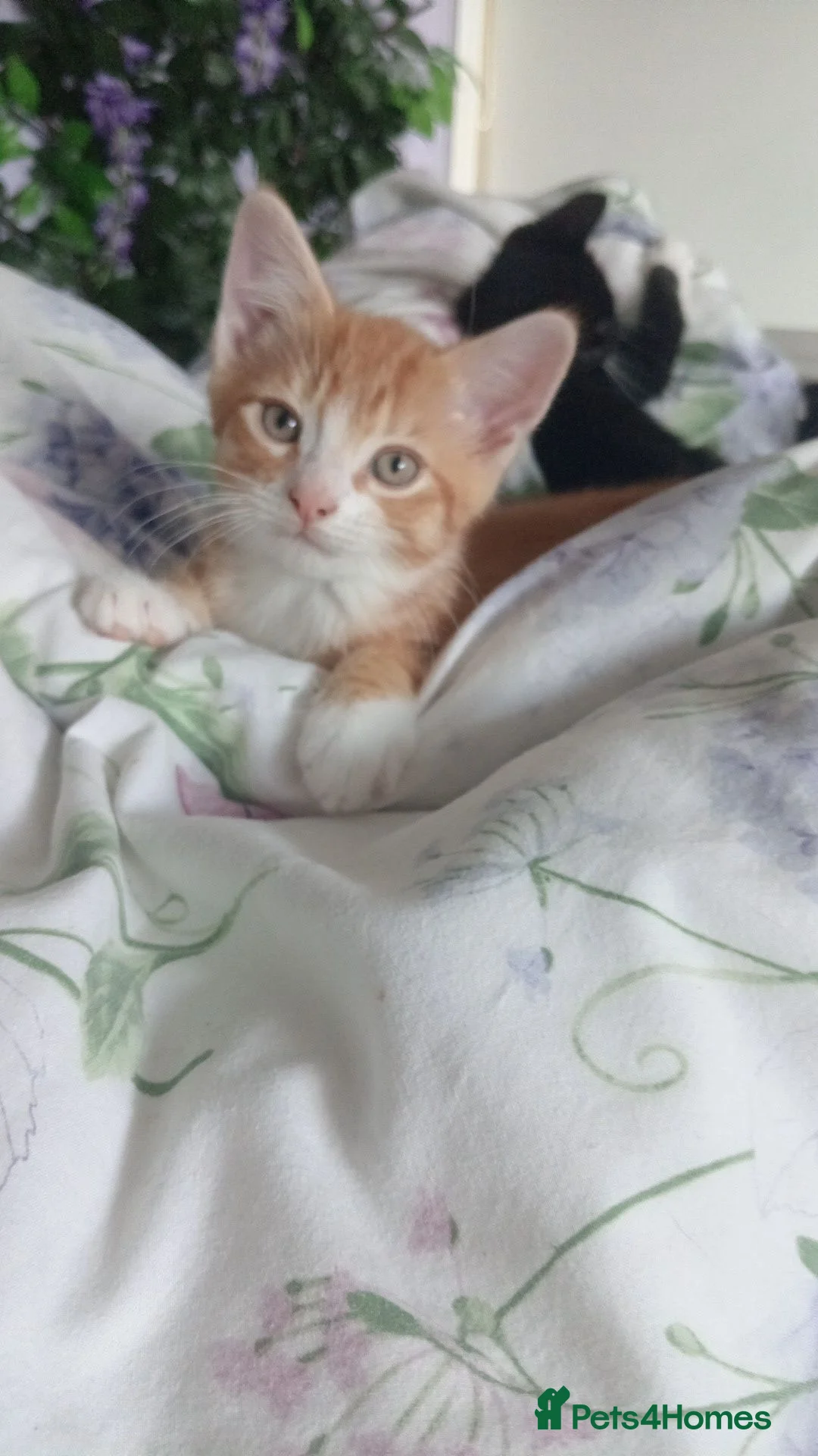 Mixed Breed cats for sale: 4 lovely friendly kittens - Advert 16