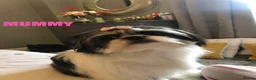 Shih Tzu dogs for sale: Beautiful imperial Shih Tzu puppies - Advert 1
