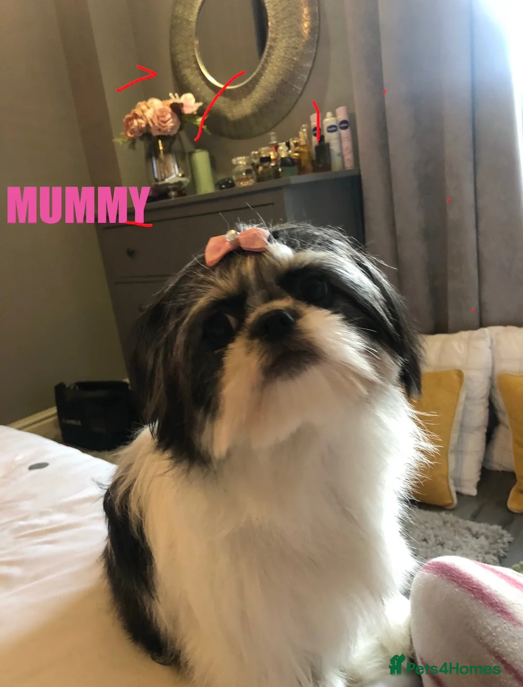 Shih Tzu dogs for sale: Beautiful imperial Shih Tzu puppies - Advert 1
