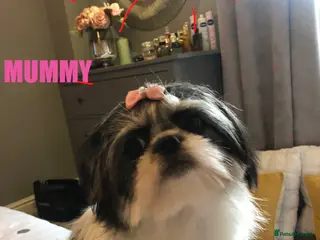 Shih Tzu dogs Beautiful imperial Shih Tzu puppies - Advert 14