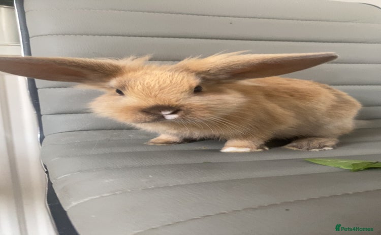 Mini Lop rabbits - Advert 6