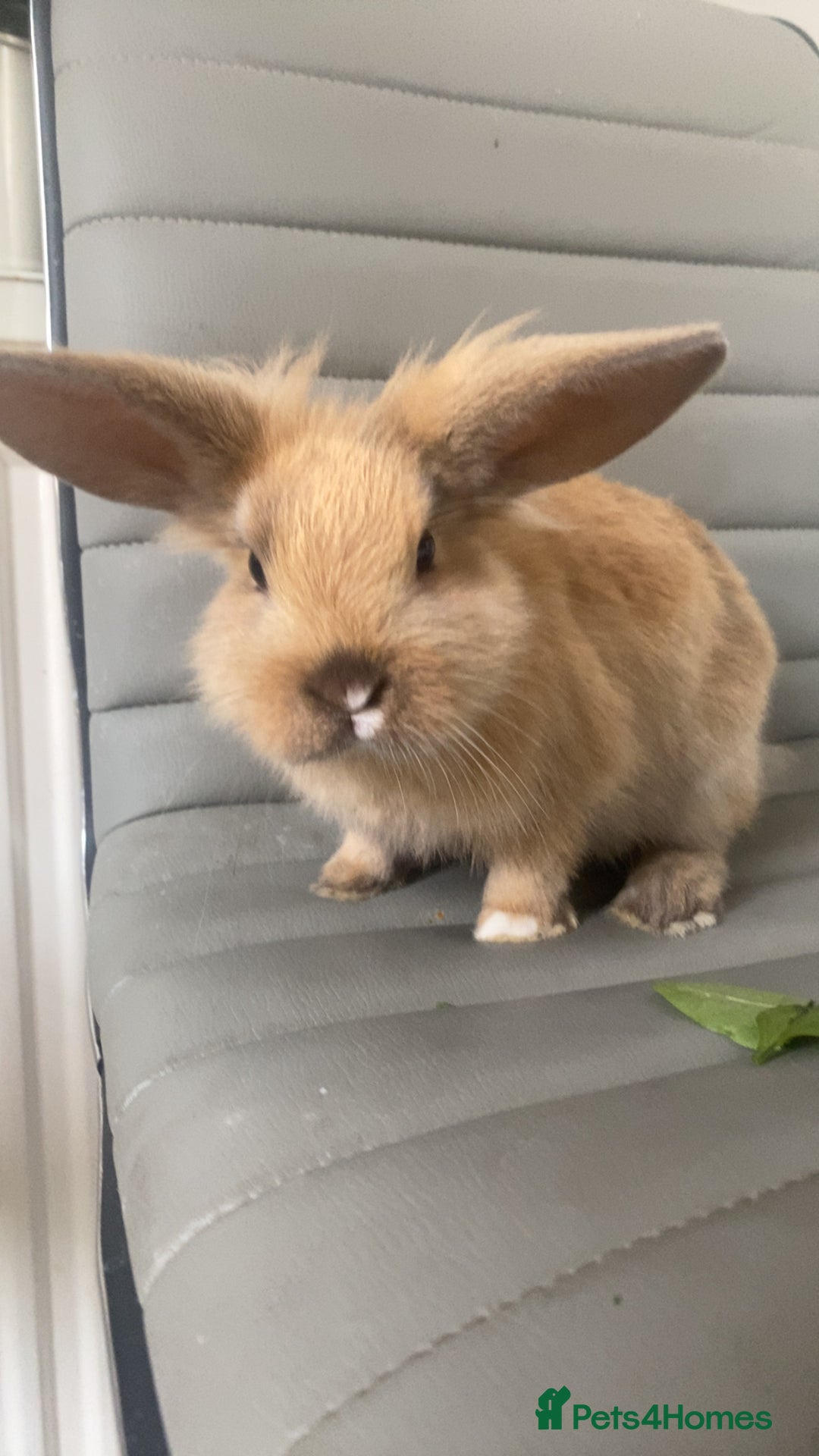 Mini Lop rabbits for sale: Bunny’s ready to go now - Image 1