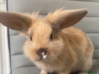 Mini Lop rabbits - Advert 14