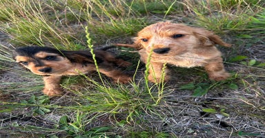 Cocker Spaniel dogs - Advert 16