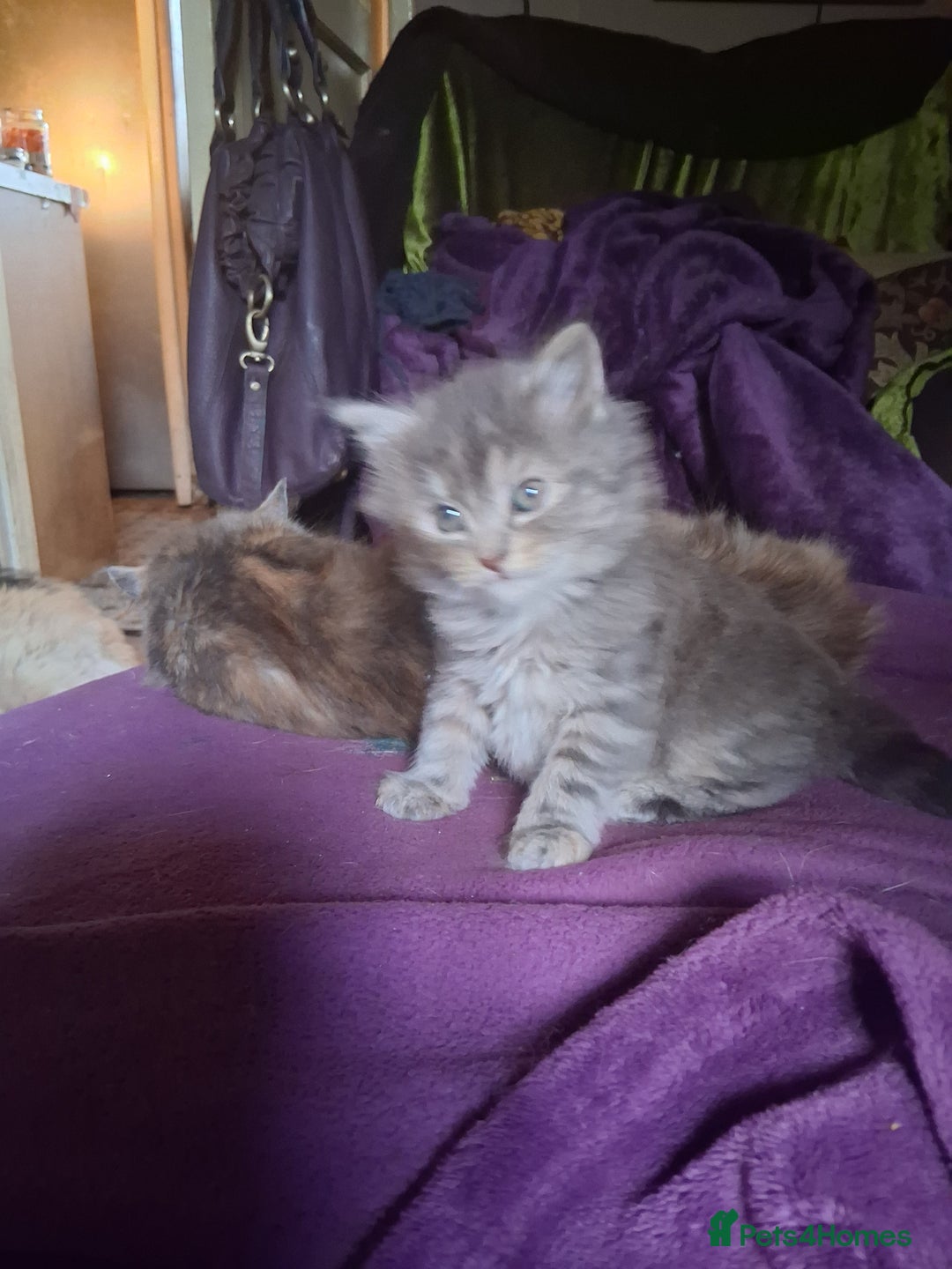 Mixed Breed cats for sale: AWESOME FLUFFY CHUNKY NORWEGIAN FOREST CAT X - Advert 22