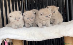 British Shorthair cats for sale:  Absolutely Beautiful BSH Champion Line kittens  - Image 1
