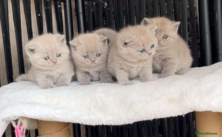 British Shorthair cats - Advert 4
