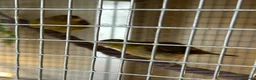Canaries birds for sale: FIFE CANARY'S - Advert 13