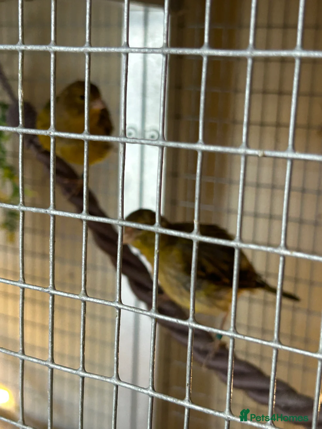 Canaries birds for sale: FIFE CANARY'S - Advert 13