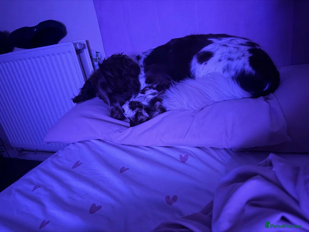 Sprocker dogs for sale: Need to rehome - Advert 2