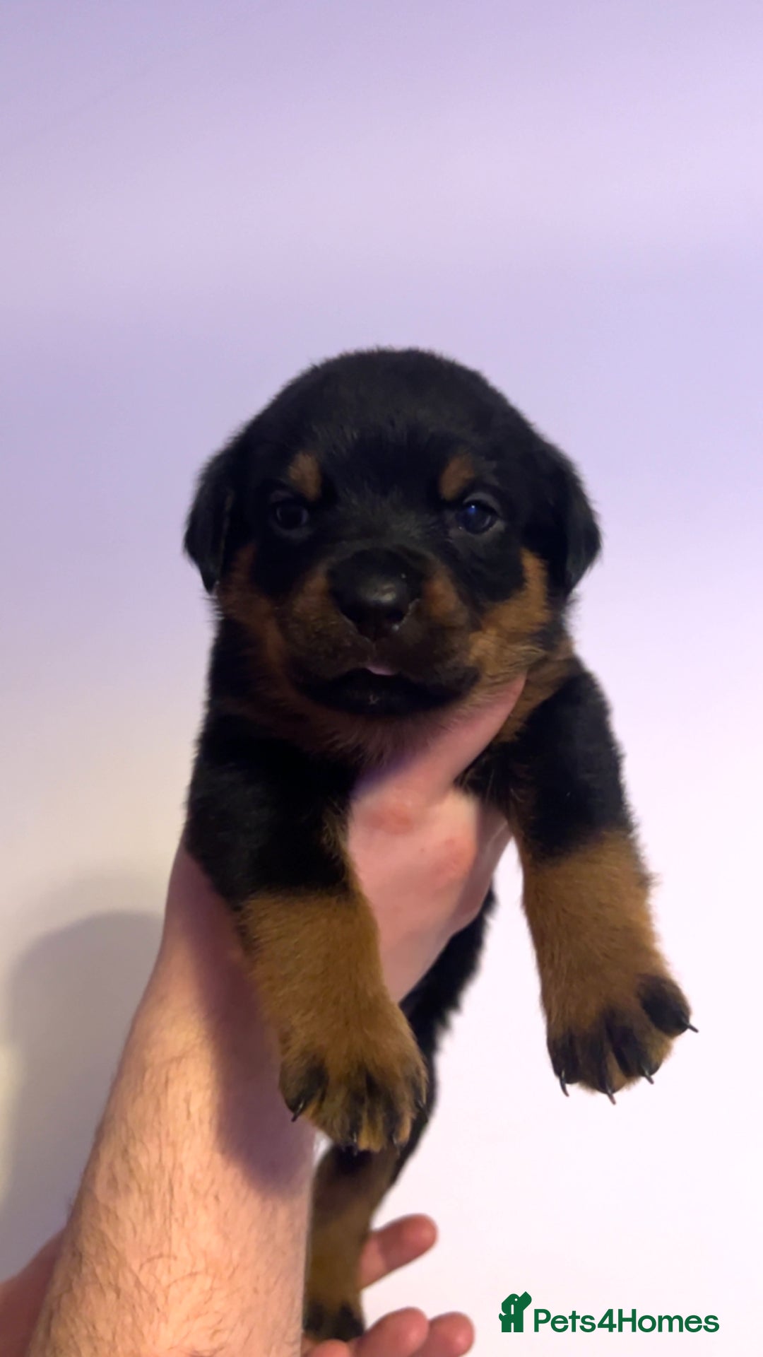 Rottweiler dogs for sale: ⭐ LAST THREE ROTTWEILER PUPPIES LEFT ⭐  - Advert 10