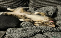 Domestic Shorthair cats for sale: 2 beautiful female cats needing new loving homes  - Advert 2