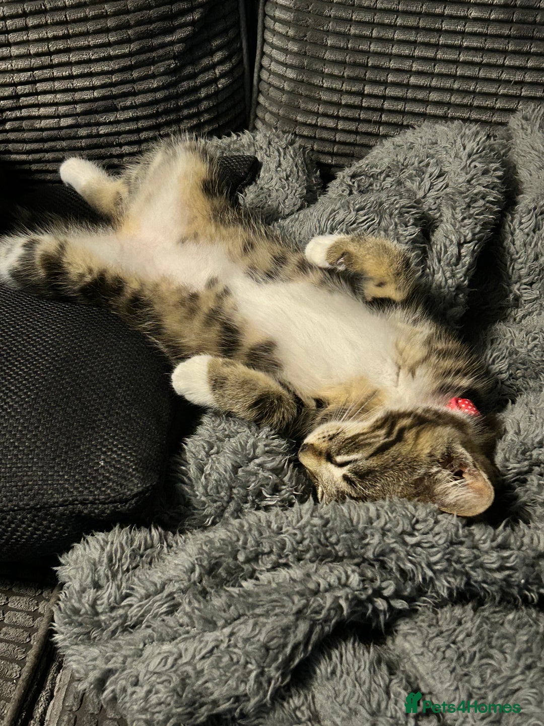 Domestic Shorthair cats for sale: 2 beautiful female cats needing new loving homes  - Advert 2