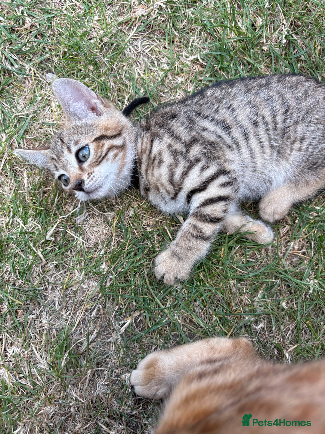 Bengal cats for sale: Beautiful litter of spotted Bengal kittens - Ready - Image 30