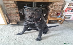 Mixed Breed dogs for sale: Belgium shepherd cross Rottweiler Labrador  - Image 6