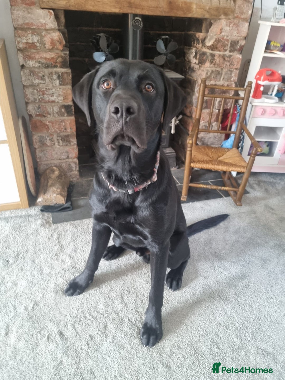 Mixed Breed dogs for sale: Belgium shepherd cross Rottweiler Labrador  - Image 6