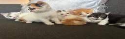 Perdoll cats for sale: Persian x Ragdoll kitten  - Advert 3