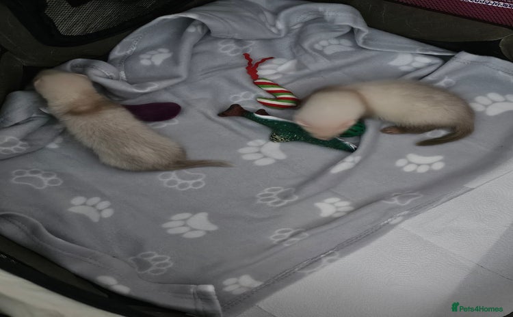 Ferret rodents - Advert 4