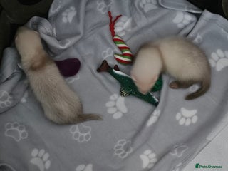 Ferret rodents - Advert 19