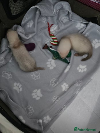 Ferret rodents - Advert 3
