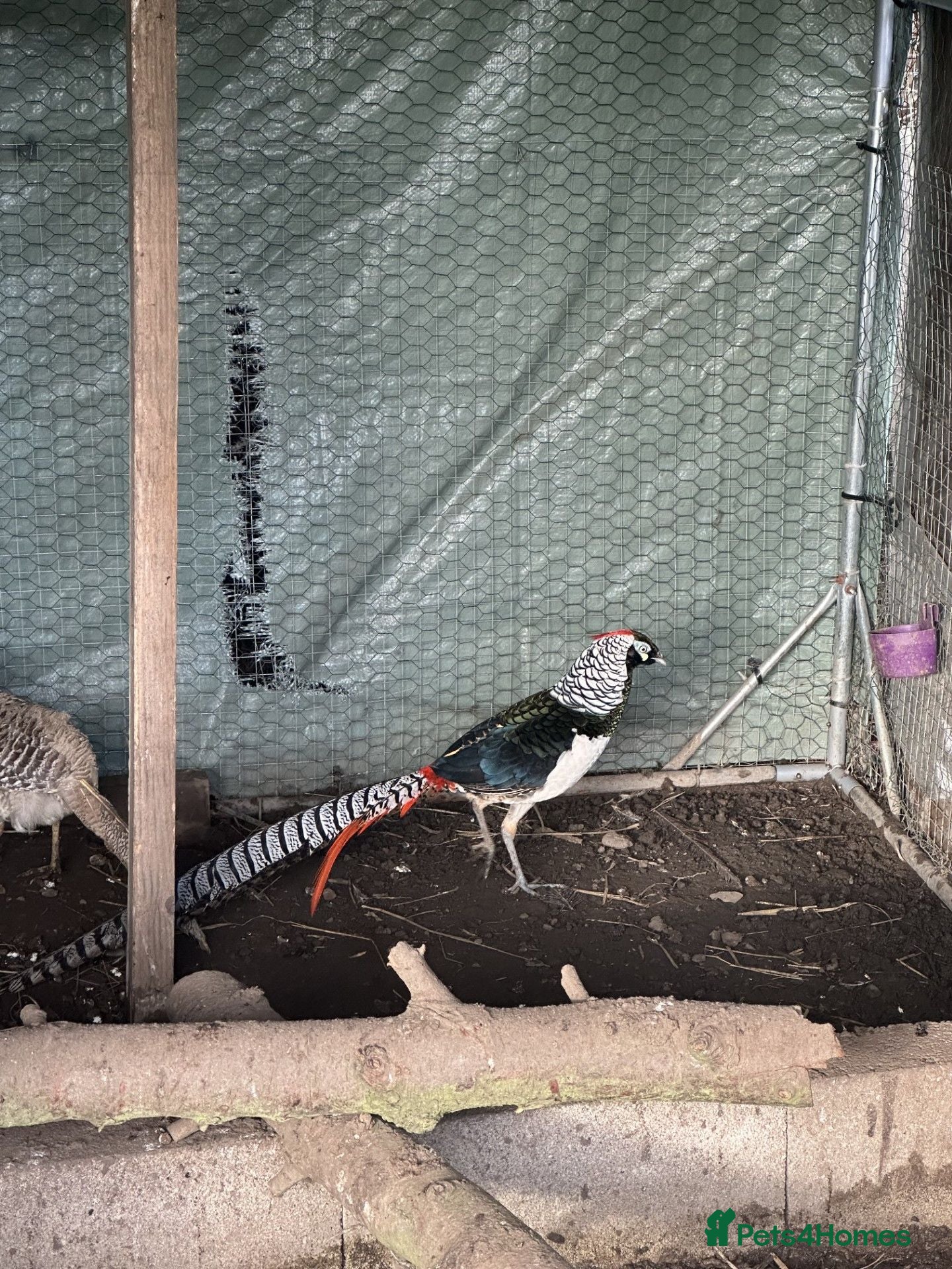 Pheasants poultry Pheasants available  - Advert 3