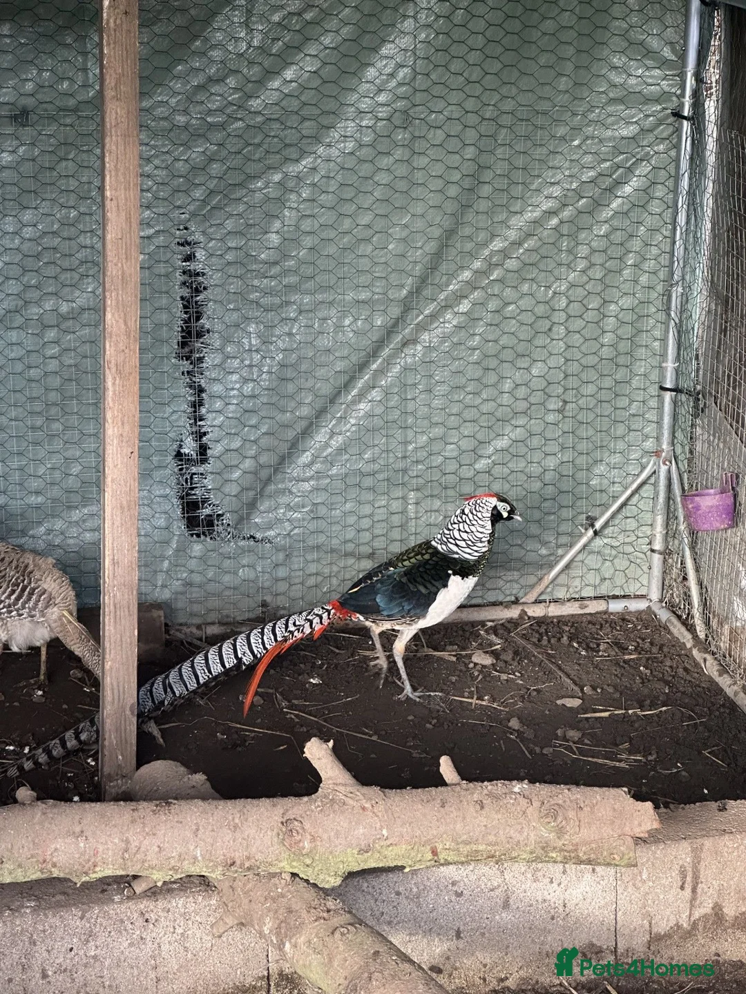 Pheasants poultry for sale: Pheasants available  in Manchester - Advert 1