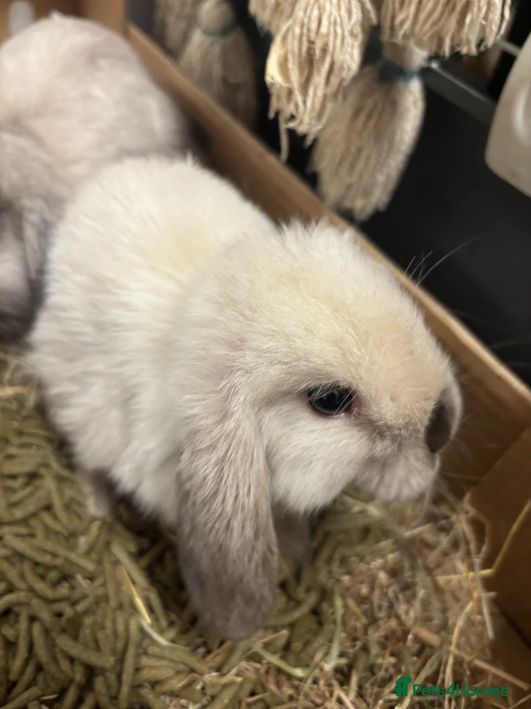 Mini Lop rabbits for sale: Beautiful pure bred seal point mini lop bunnies  - Advert 2