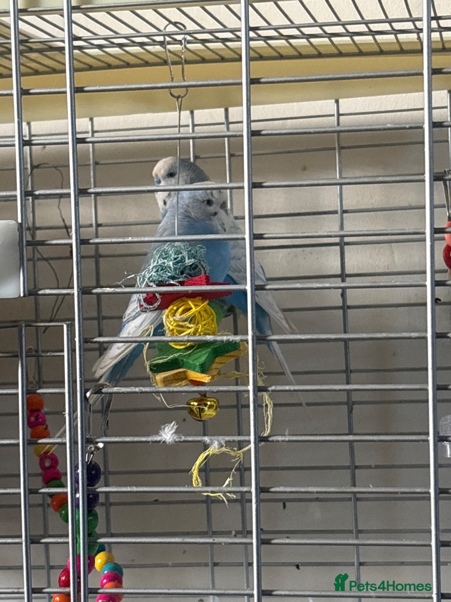 Budgerigars birds Breeding Pair of Budgies for Sale – £50  - Advert 2