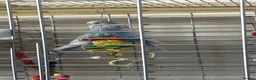 Budgerigars birds for sale: Breeding Pair of Budgies for Sale – £50  in Lowestoft - Advert 1