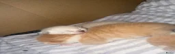 Mixed Breed cats for sale: Beautiful ginger kittens.  - Advert 11