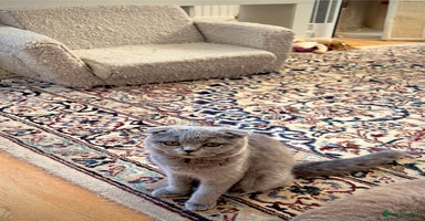 Scottish Fold cats - Advert 3