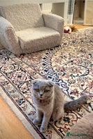 Scottish Fold cats - Advert 3