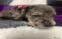Great Dane dogs for sale: OUTSTANDING PURE BRED GREAT DANE PUPPIES FOR SALE - Image 8