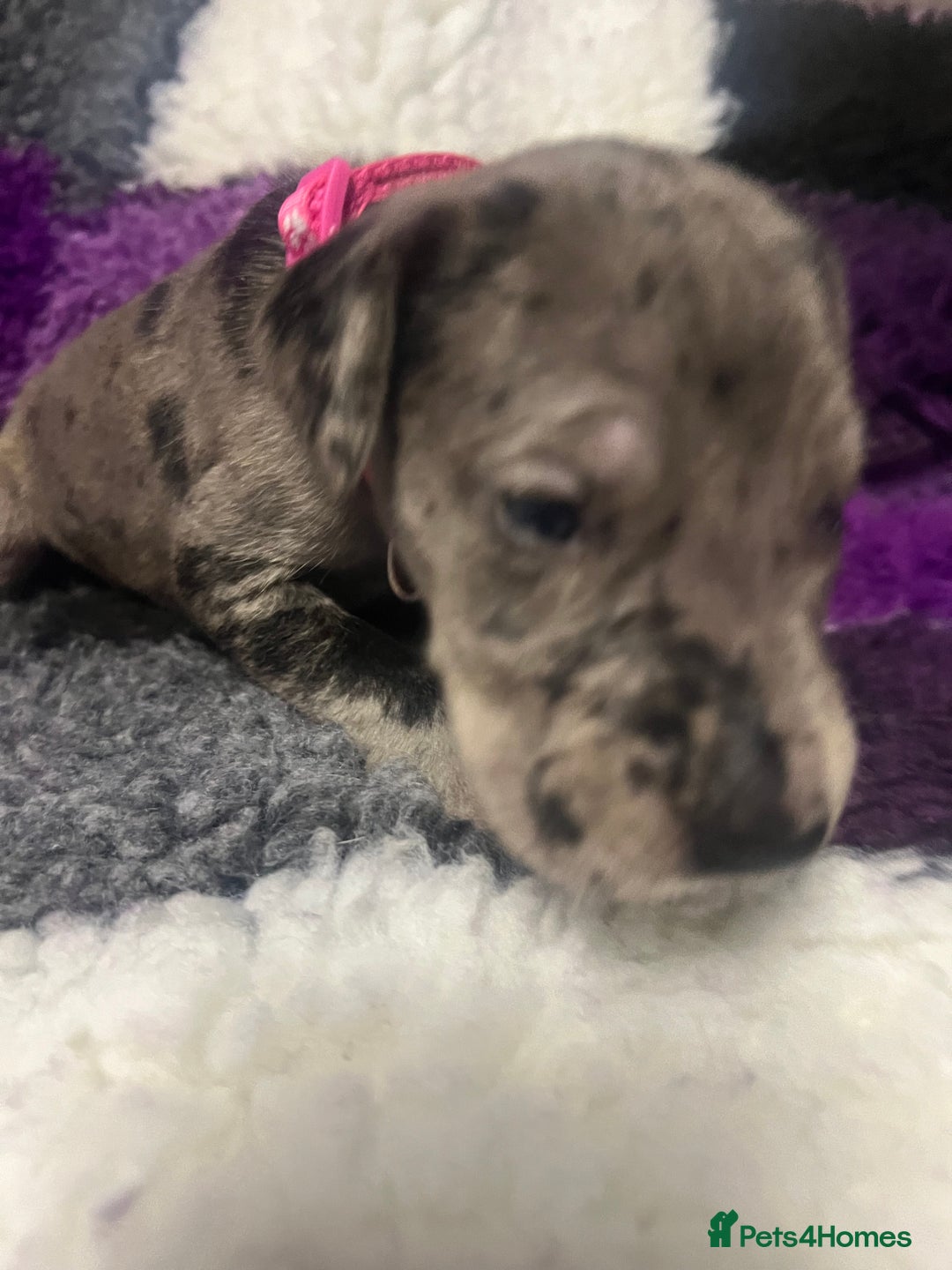 Great Dane dogs for sale: OUTSTANDING PURE BRED GREAT DANE PUPPIES FOR SALE - Image 8