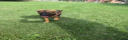 Mixed Breed dogs for adoption: Elodie 🩷 in Milton Keynes - Advert 11
