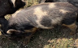 Pig livestock for sale: Kune kune cross, different ages/prices - Image 8