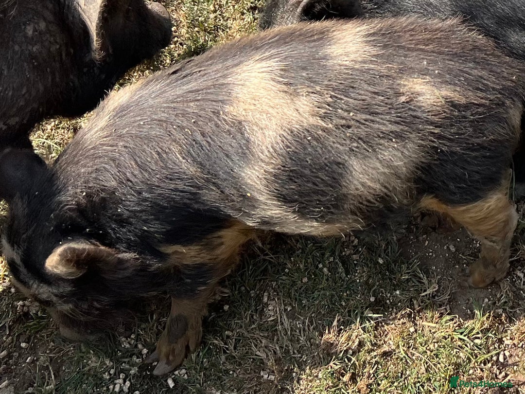 Pig livestock for sale: Kune kune cross, different ages/prices - Image 8