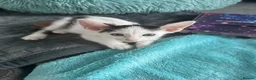 Mixed Breed cats for sale: Beautiful litter is Siamese mixed breed kittens - Advert 18