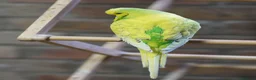 Budgerigars birds for sale:  Budgies  - Advert 10