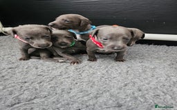 Whippet dogs for sale: excellent litter of Kc reg blue whippet puppies  - Image 4