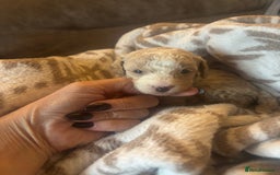 Cavapoochon dogs for sale: Teddy bear Cavapoochons health tested lineage - Advert 5