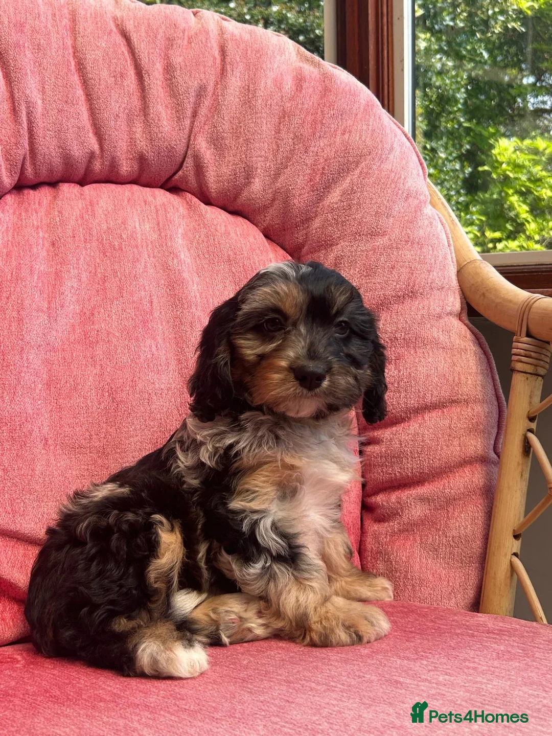 Cavapoo dogs for sale: Gorgeous F1 Cavapoo puppies - Advert 1