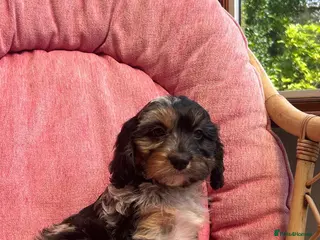 Cavapoo dogs for sale: Gorgeous F1 Cavapoo puppies - Advert 3