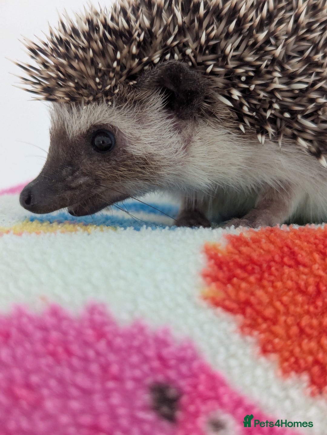 Pygmy Hedgehog rodents for sale: REDUCED PRICE!!! Gorgeous Hoglets/ READY NOW!!!! - Image 17