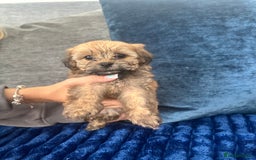 Shihpoo dogs for sale: Shih-Poo Puppies  - Image 18