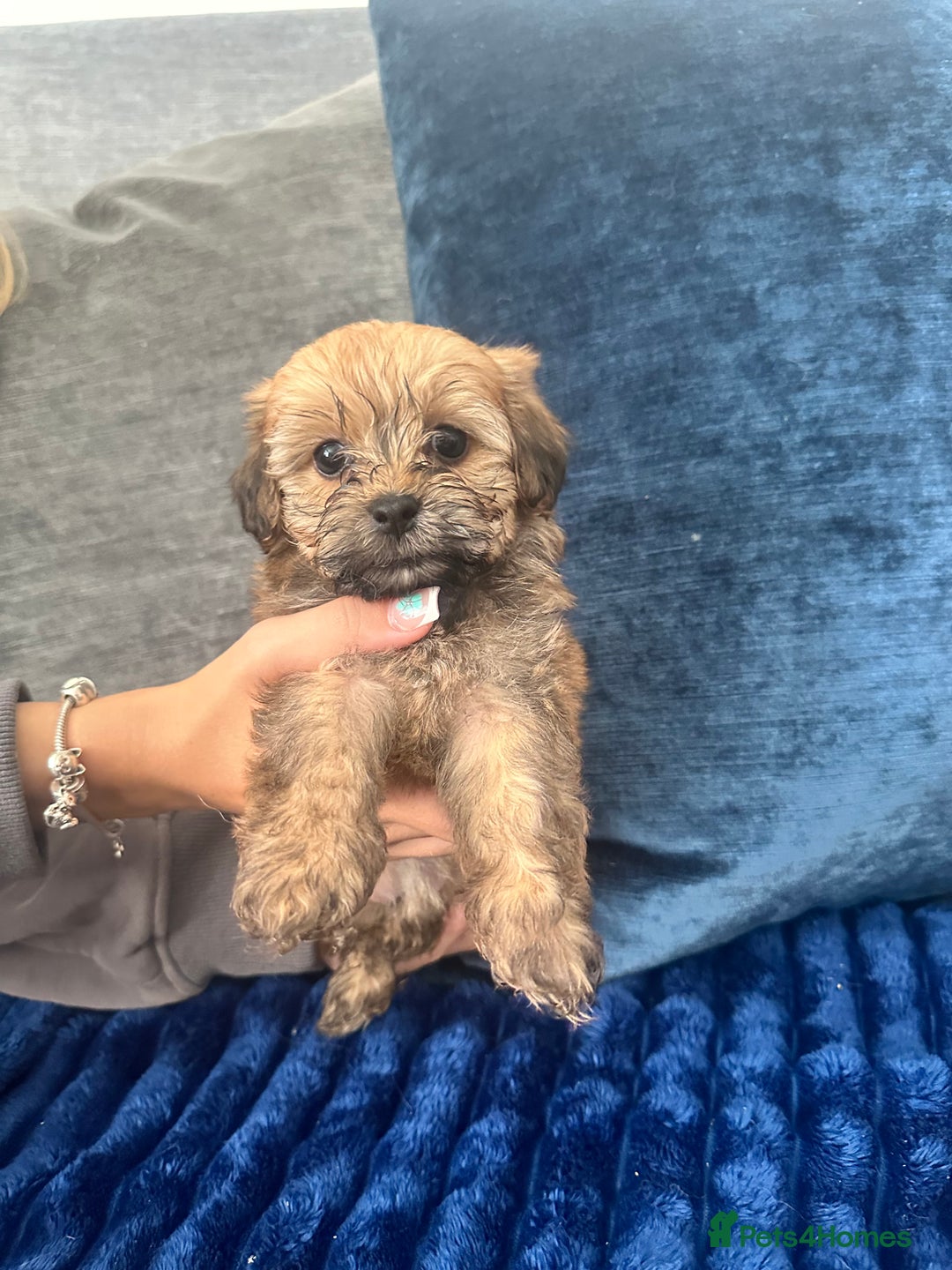 Shihpoo dogs for sale: Shih-Poo Puppies  - Image 18