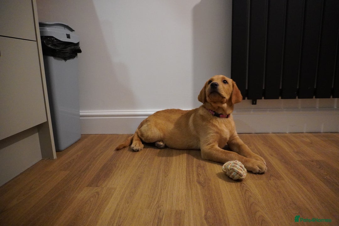 Labrador Retriever dogs for sale: Stunning KC Fox Red & Yellow Labrador Puppies - Advert 32