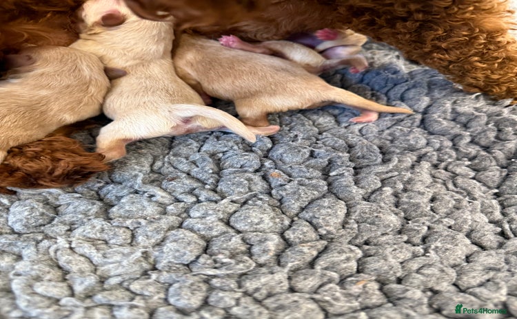 Maltipoo dogs 5 girls. fully DNA & health tested clear parents.  - Advert 1